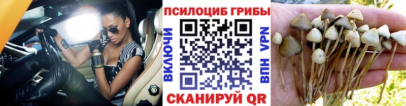 Галлюциногенные грибы Psilocybine cubensis Черняховск
